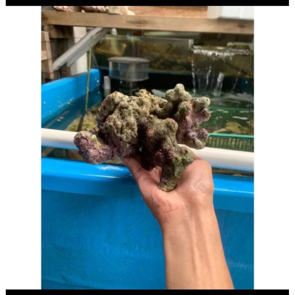 Batu karang LR Ukuran Besar (Live Rock)