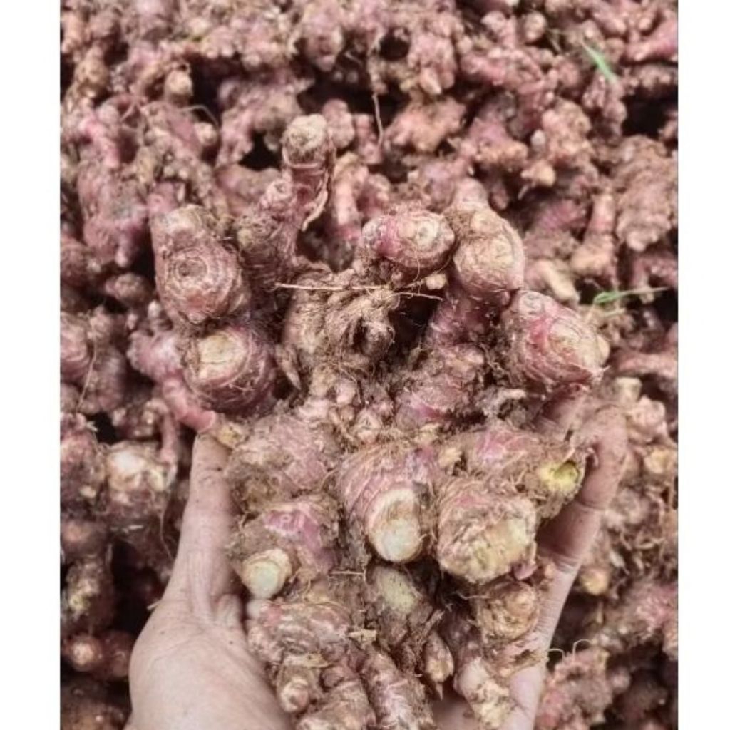 

jahe merah super 250 gram