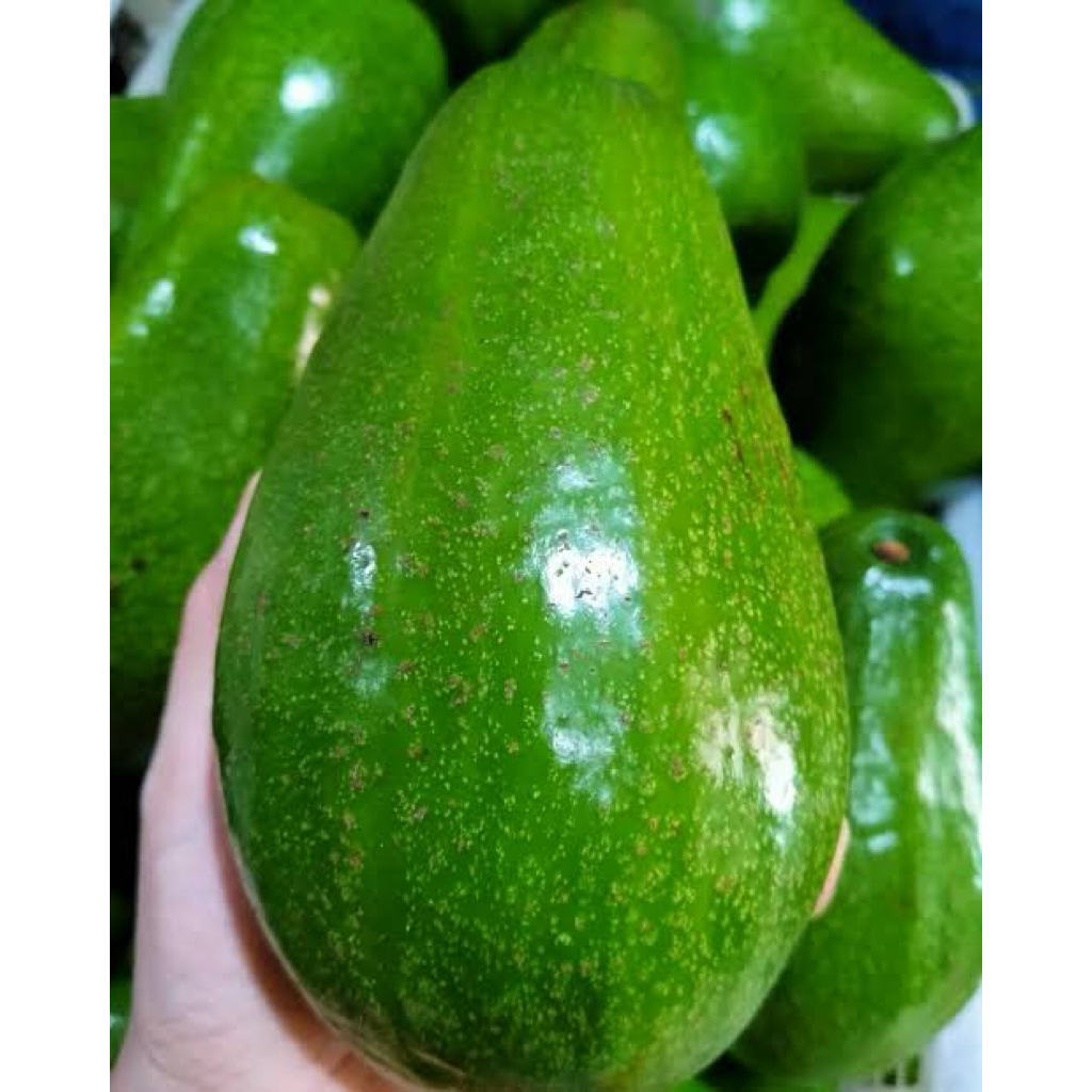 

Alpukat Mentega Wonogiri Ukuran Reguler 1kg isi 5