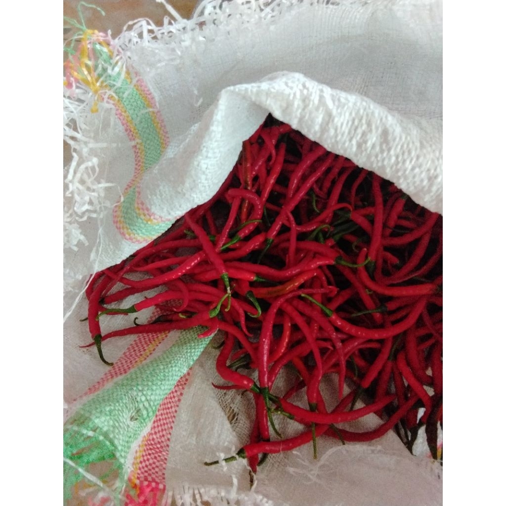 

CabeKriting/segarbaruuu