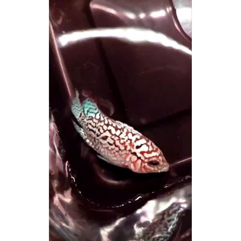 super red kamfa F2 VIP import -+3cm