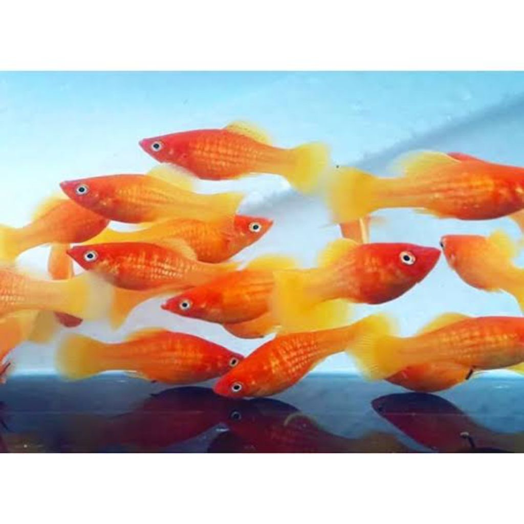 Hiasan aquarium platy sunrise