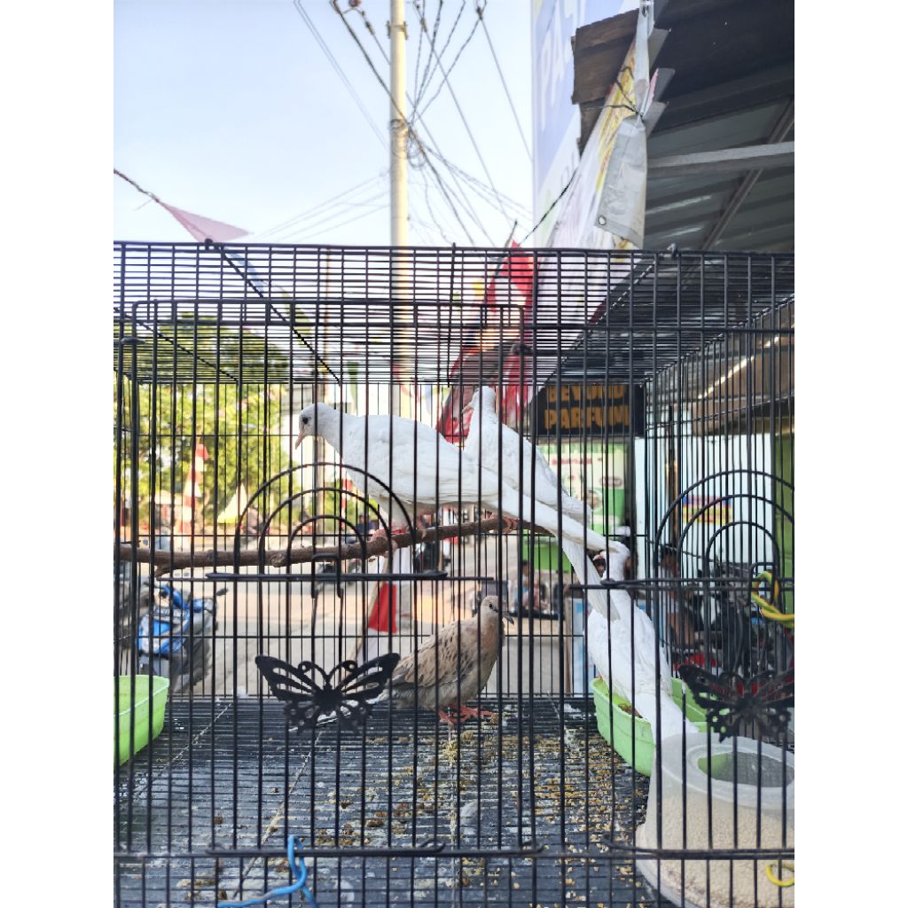 Burung Tekukur Kukur Putih & Leopard