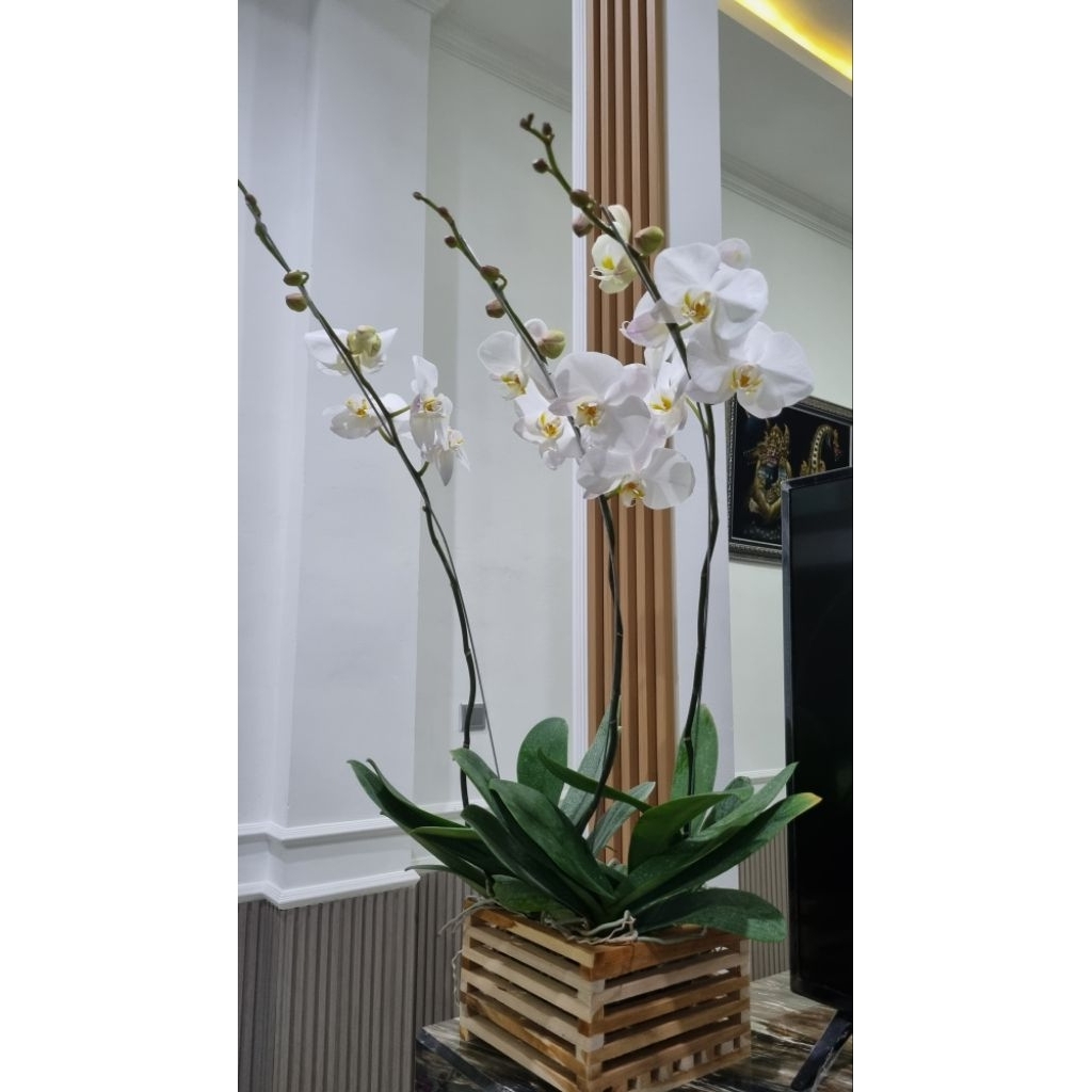 bunga anggrek bulan putih