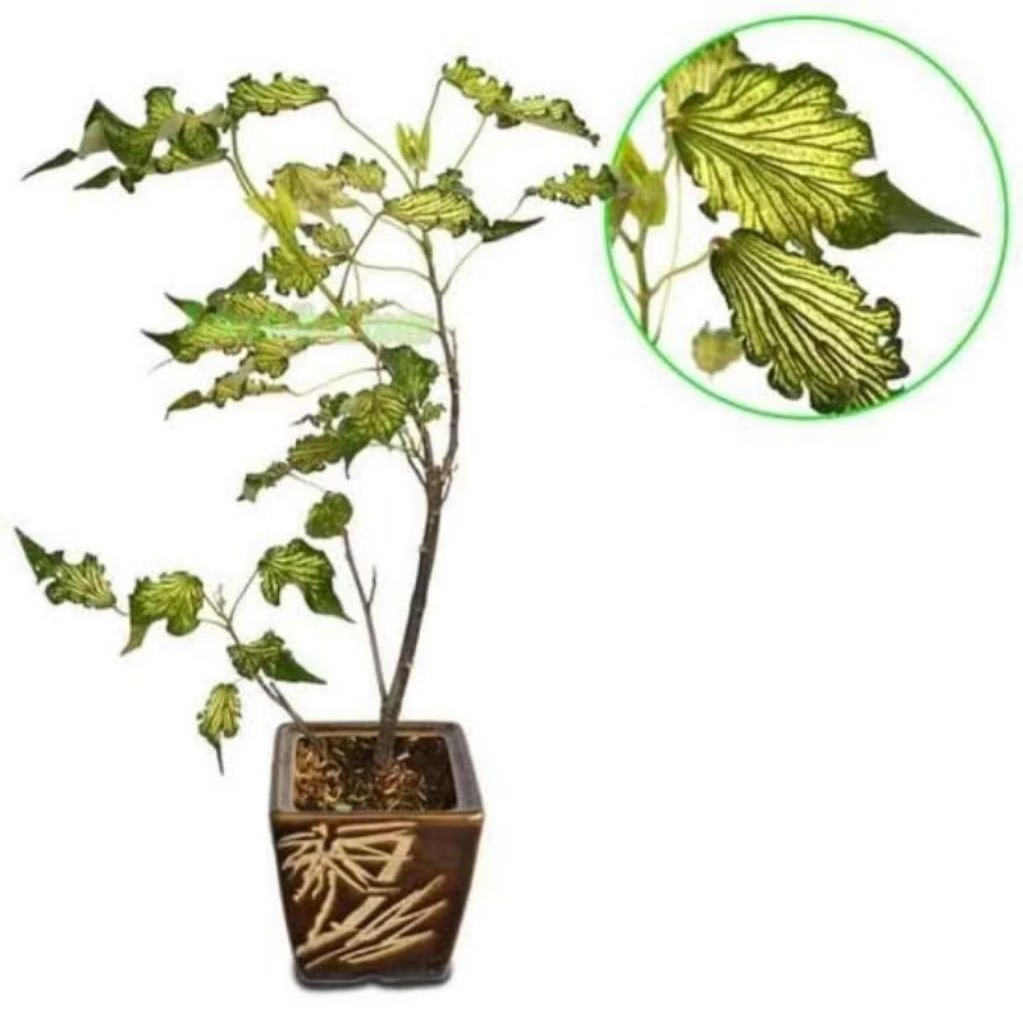 Bahan bonsai waru wayang/waru batik/dekorasi halaman