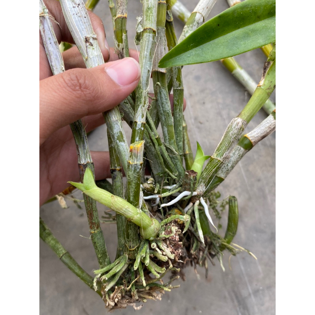 Anggrek afkiran dapat 10 + bonus 1