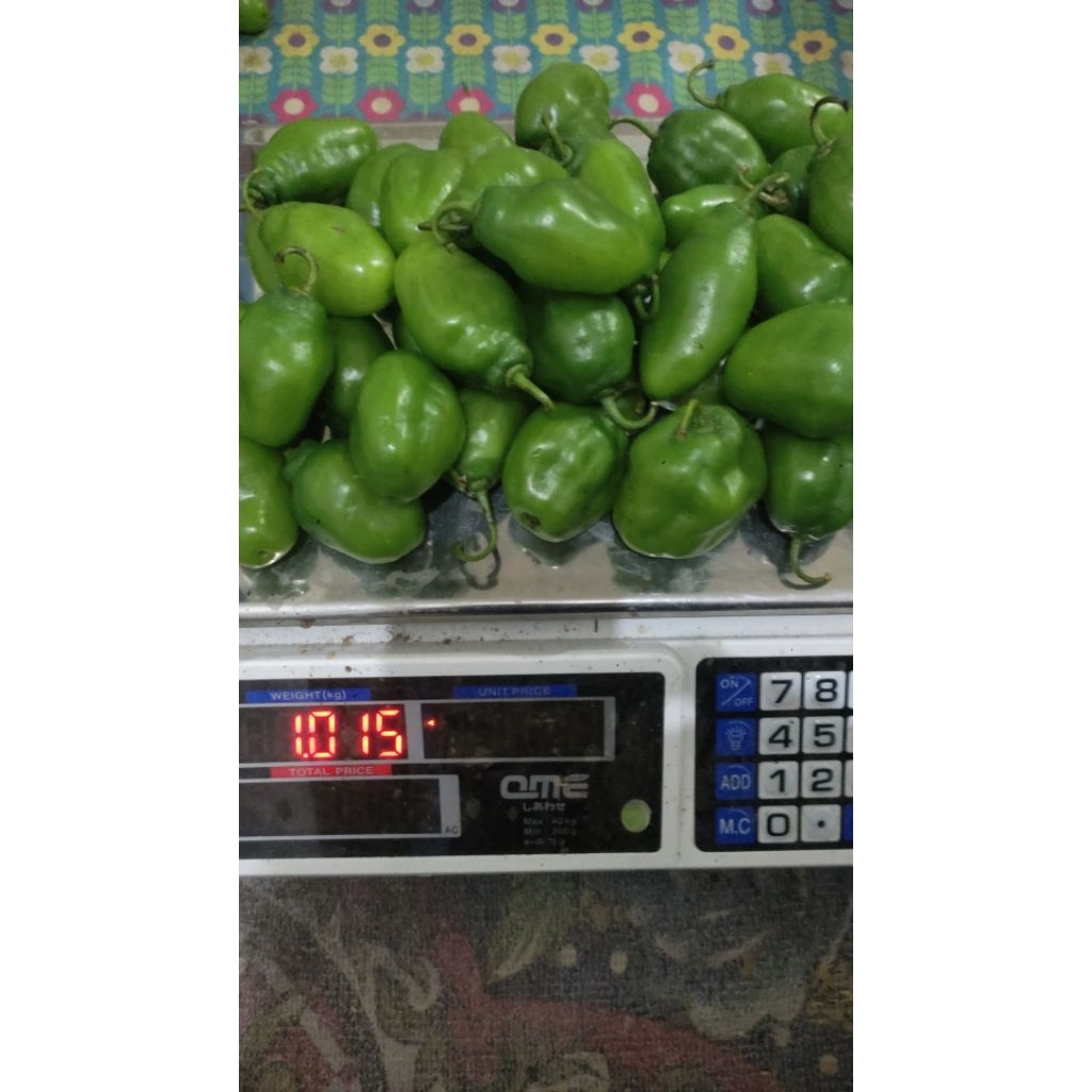 

CABE GENDOT JUMBO 1KG