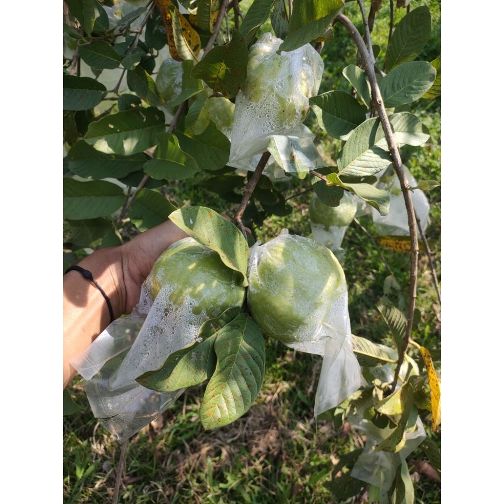 

Jambu kristal Non Biji