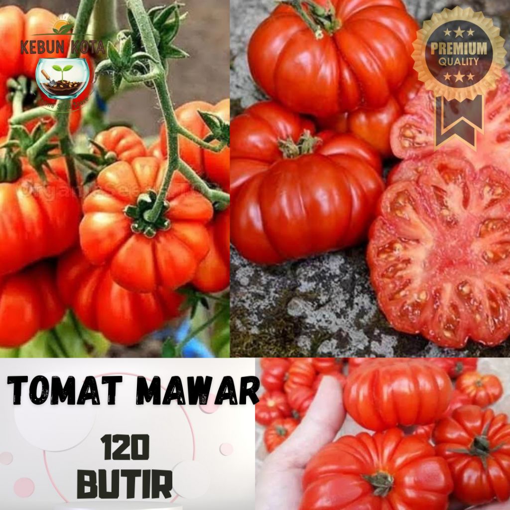 KEBUN KOTA]-Bibit Benih Tumbuhan "TOMAT MAWAR F1 REPACK"