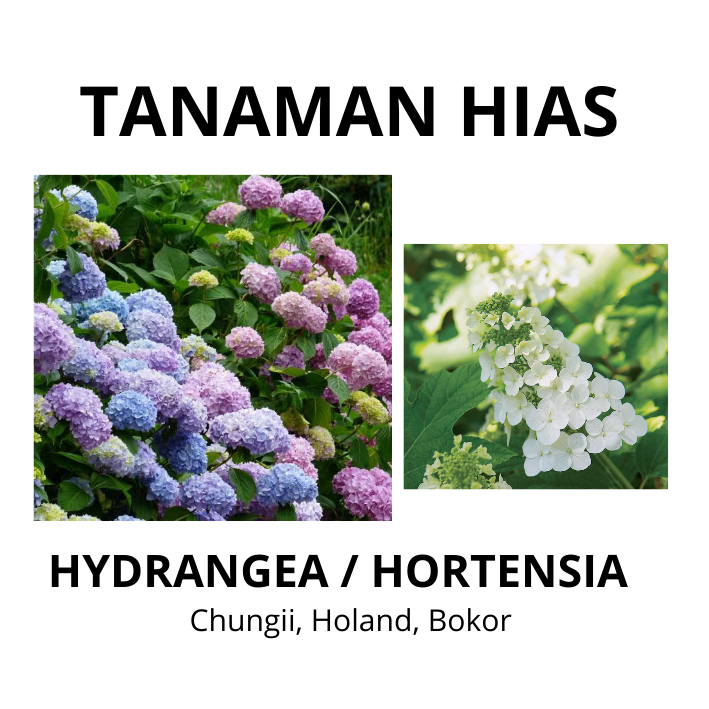 Tanaman Hidup Hortensia