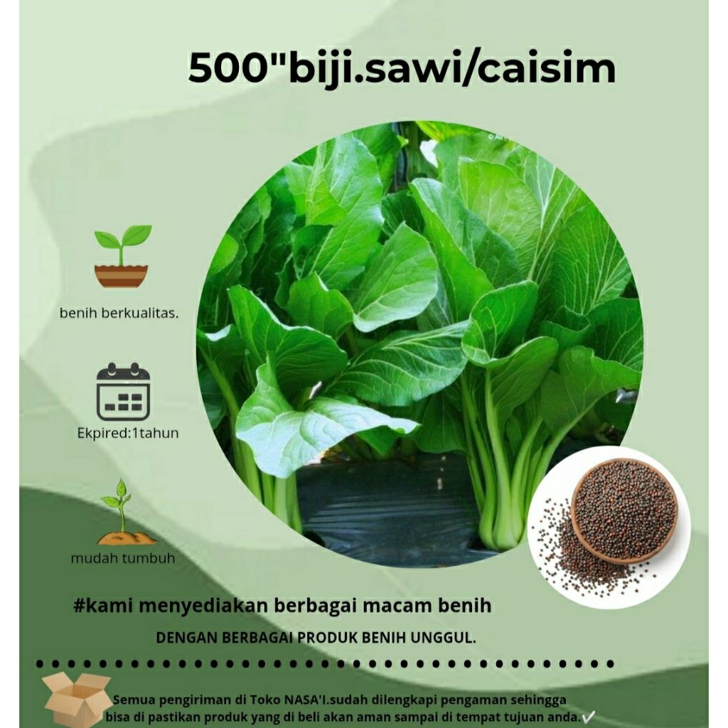 

500>:biji sawi caisim berkualitas