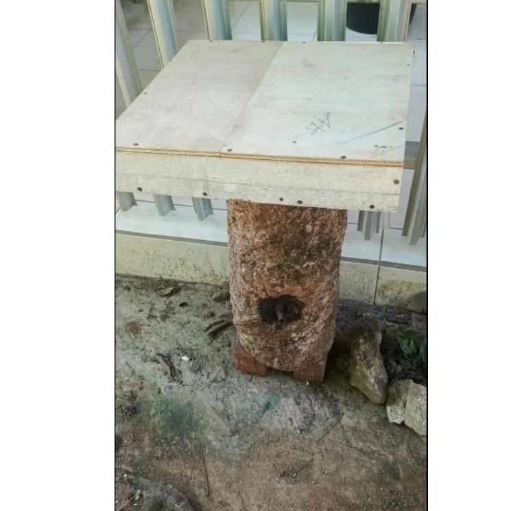 Koloni trigona itama log ori+toping sudah full madu