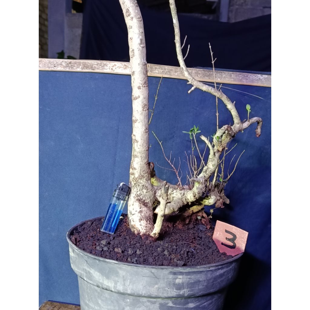 bahan bonsai santigi karang