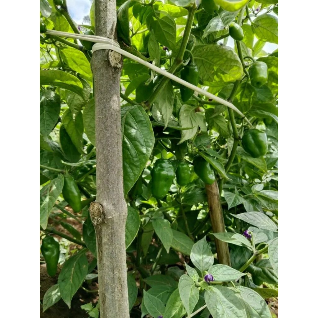 

cabe bendot cabe gendut cabe gendot cabe bendot garut