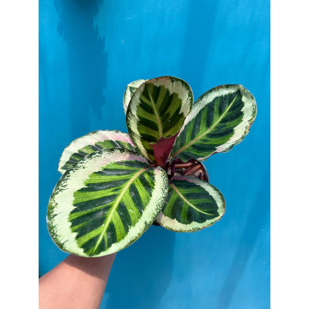 Calathea ANGELA