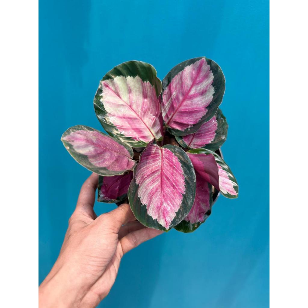 Calathea pink rossy