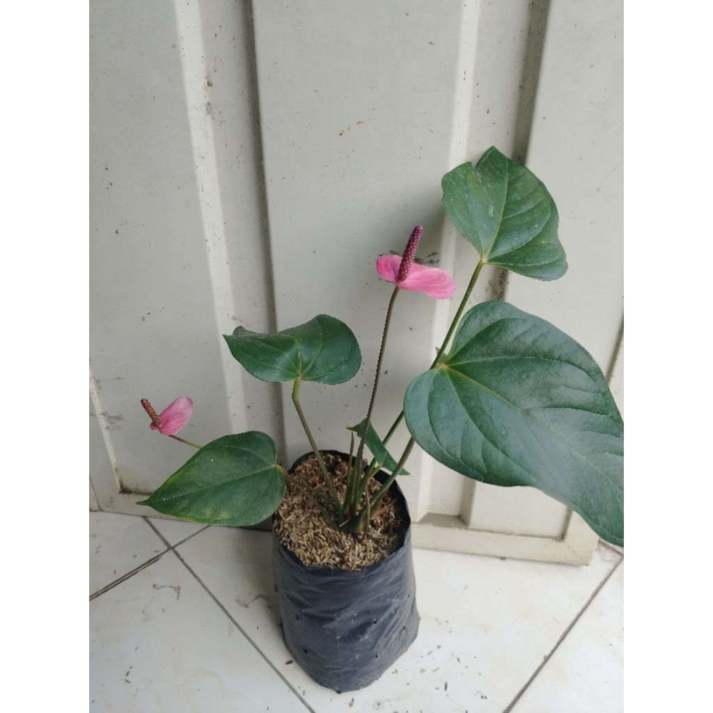 Anthurium mini ungu murah