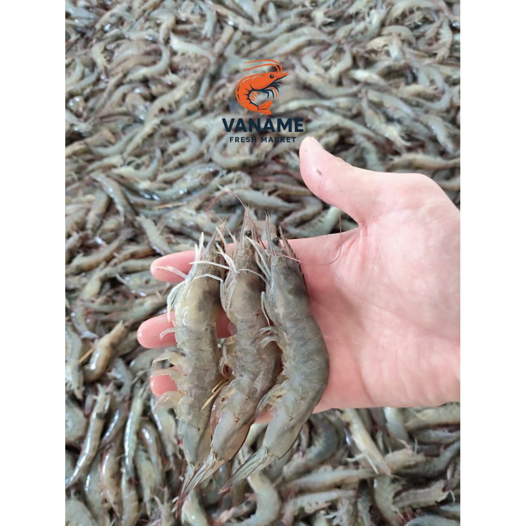 

VANAME FRESH SIZE 40-50