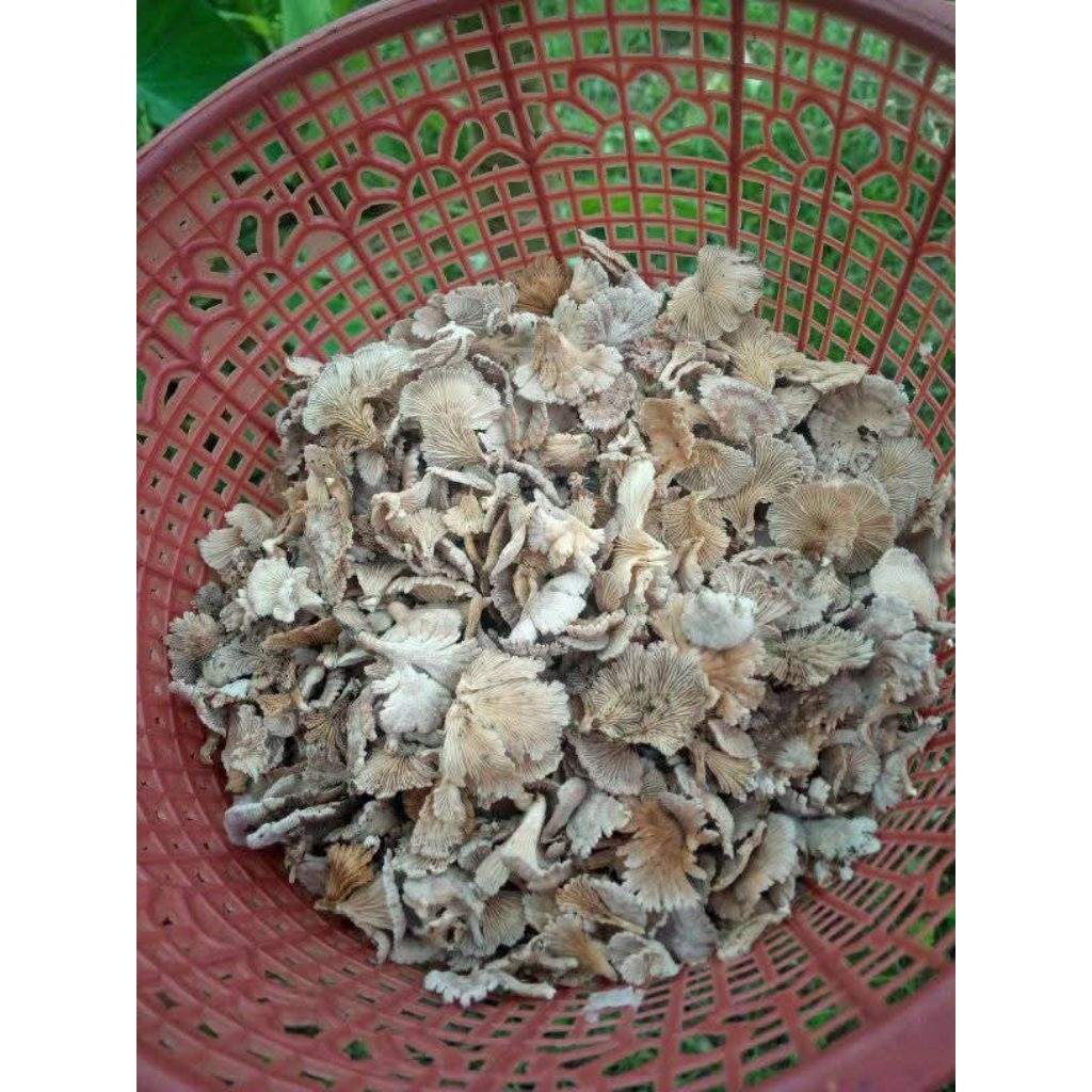 

jamur krikit , jamur gerigit, jamur kecil, murah