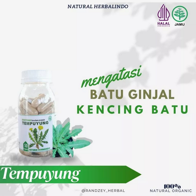 Obat Herbal Protat Batu Ginjal Empedu Tempuyung Kapsul