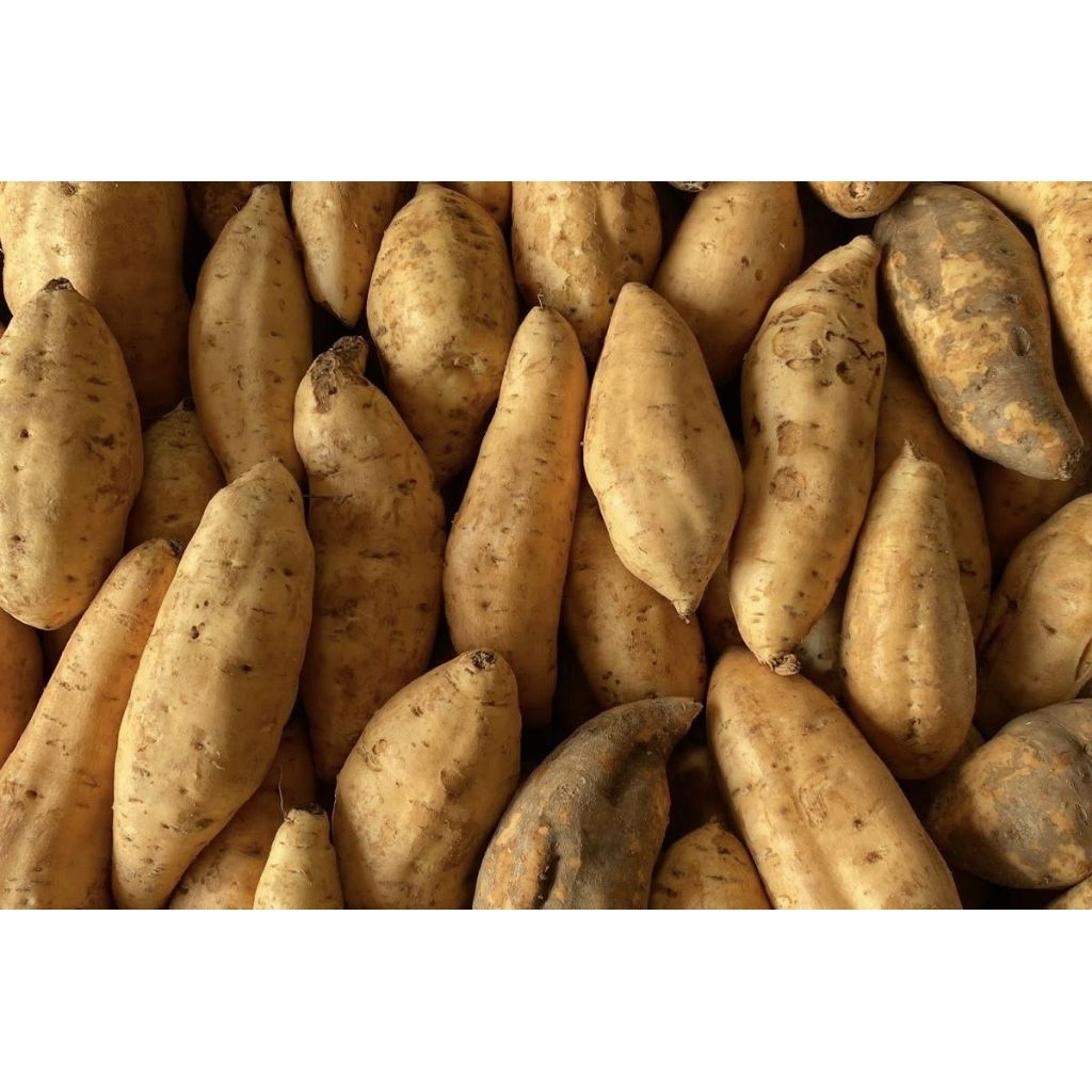 

Ubi Cilembu madu berat 1kg