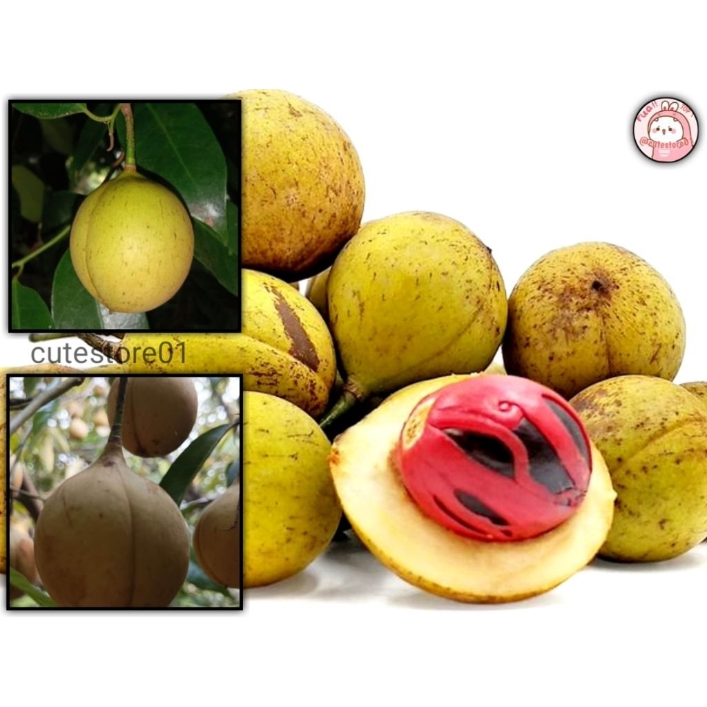 

(Eceran) Buah Pala Segar 1pcs Perbuah