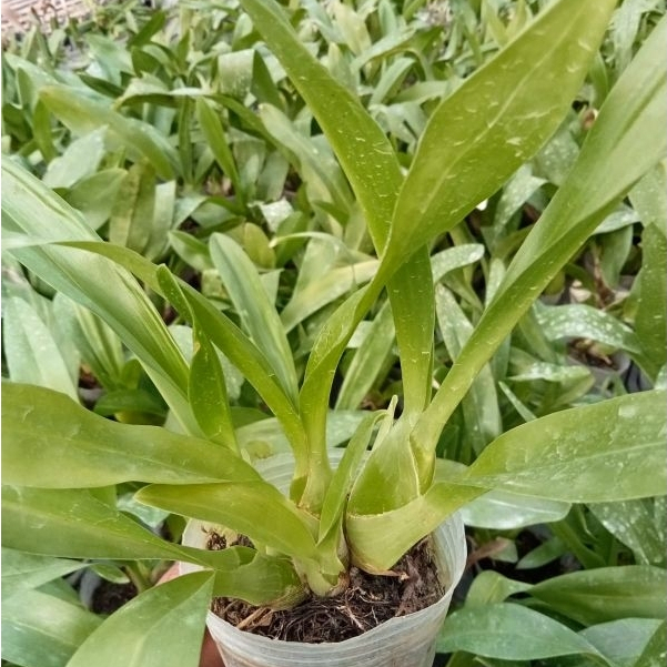 Anggrek grammatophyllum martae seedling dewasa