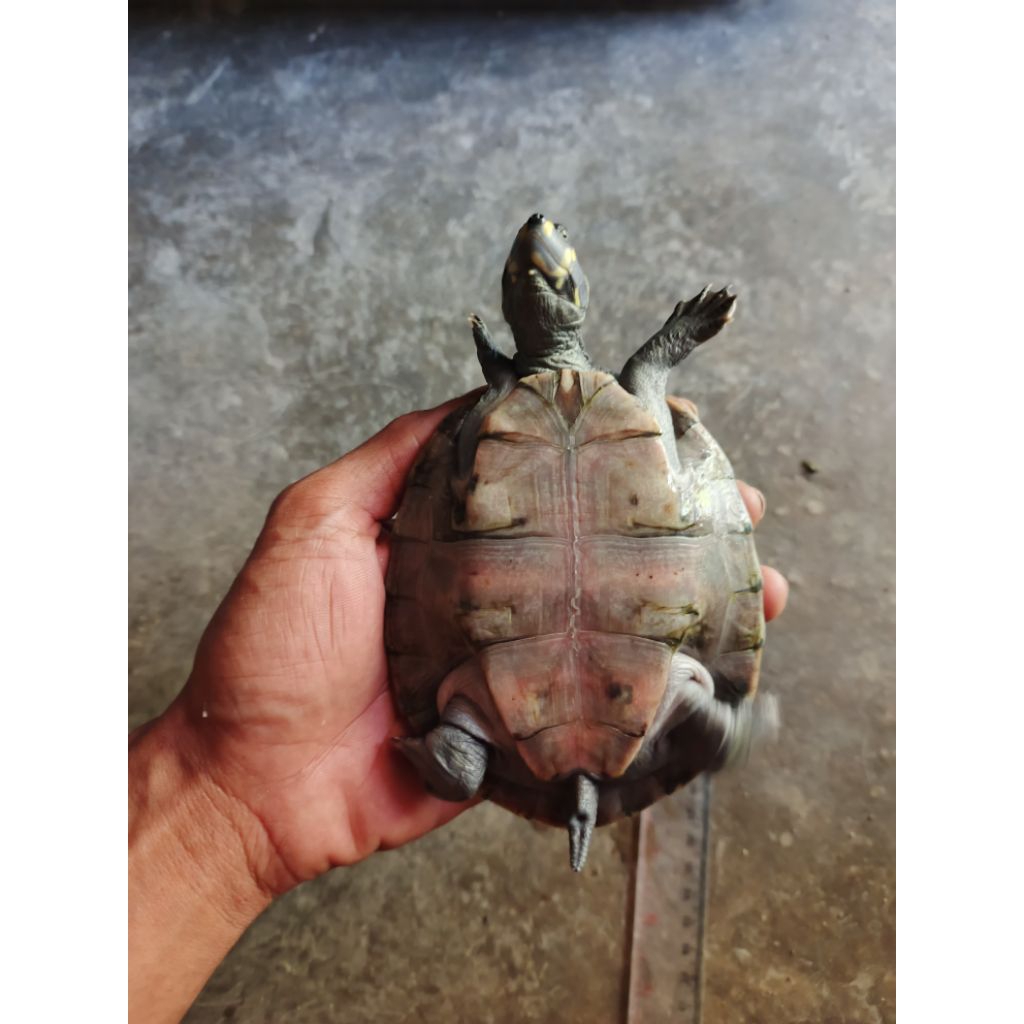 Hiasan Aquarium Miniatur Unifilis