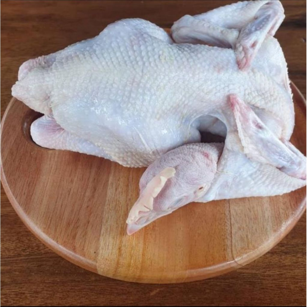 

AYAM PEJANTAN//AYAM JANTAN//AYAM RESTORAN