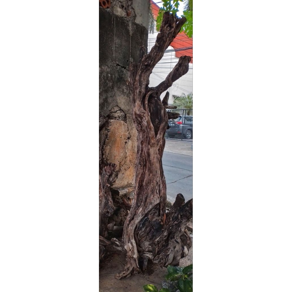 Kayu Santigi Laut Asli Model Batang Pohon Santigi Kayu Tenggelam Dekorasi Aquarium Dekorasi Taman