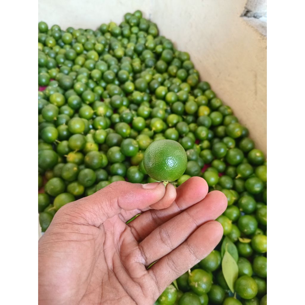 

1.kg jeruk sonkit jeruk kasturi/lemon.cui segar