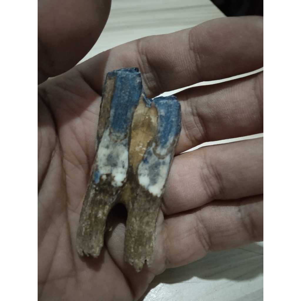 Fosil Gigi Hewan Asli Kuno Jadul Antik