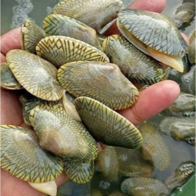 

Kerang Batik 500gr - 1 kg | JBP_Fresh