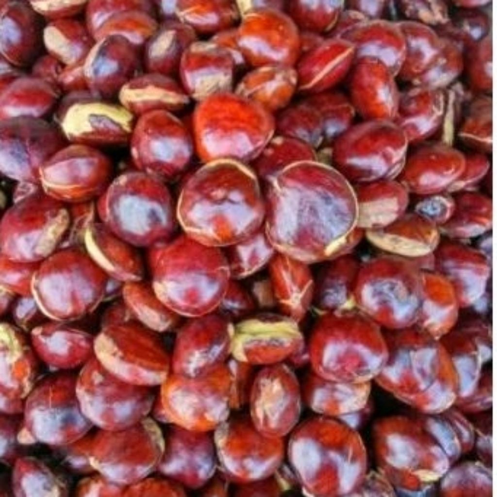 

Jengkol Kupas Segar kwalitas premium, pilihan Terbaik untuk rendang dan semur