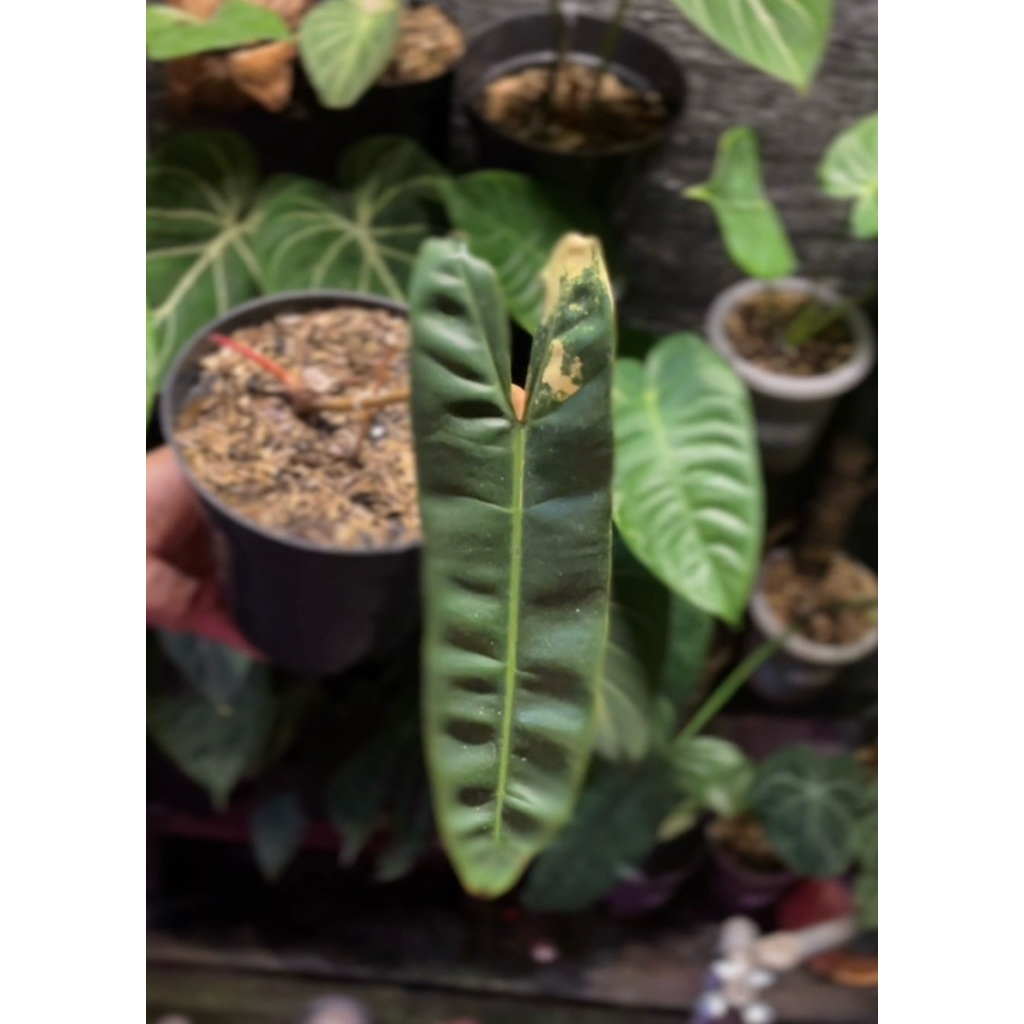 Tanaman Hias - Philodendron Billietiae Variegata / Kabel Busi Variegata