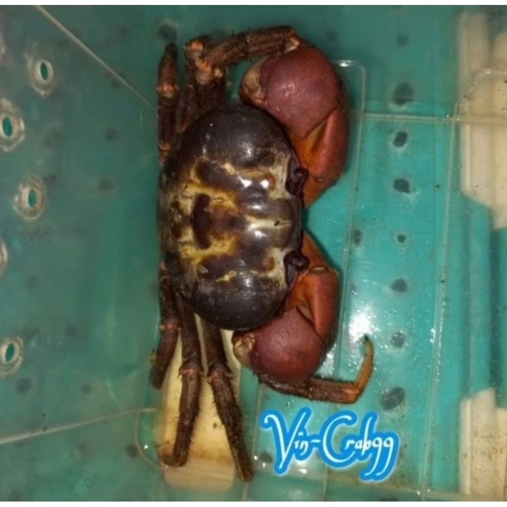 

Kepiting Hias Tawar Magnum Capit Merah Jambu Langka