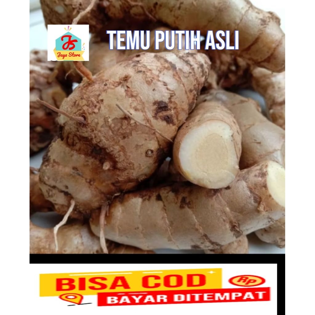 

temu putih segar fresh