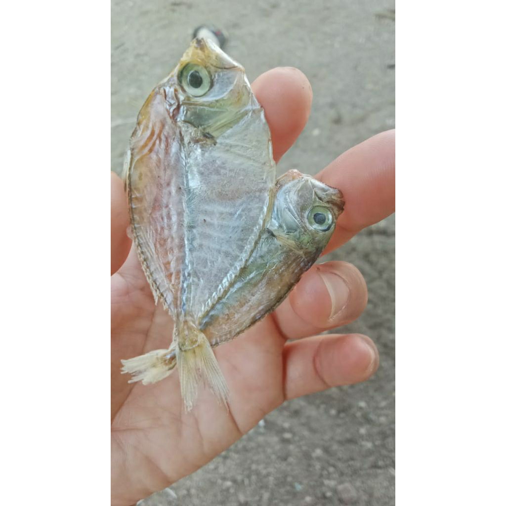 

ikan bete-bete kering