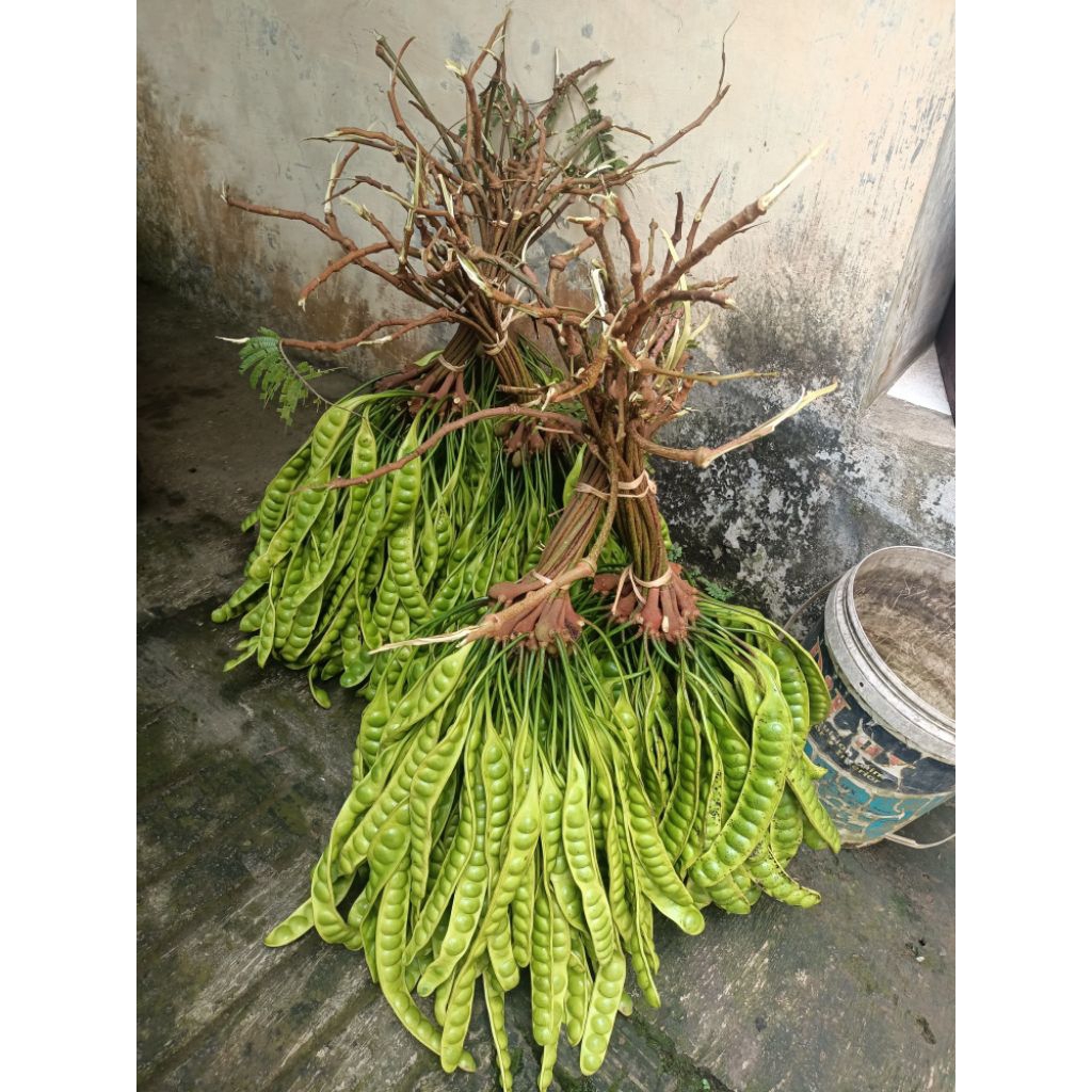 

PETE/PETAI SUPER FRESH PER 30 PAPAN LONJOR