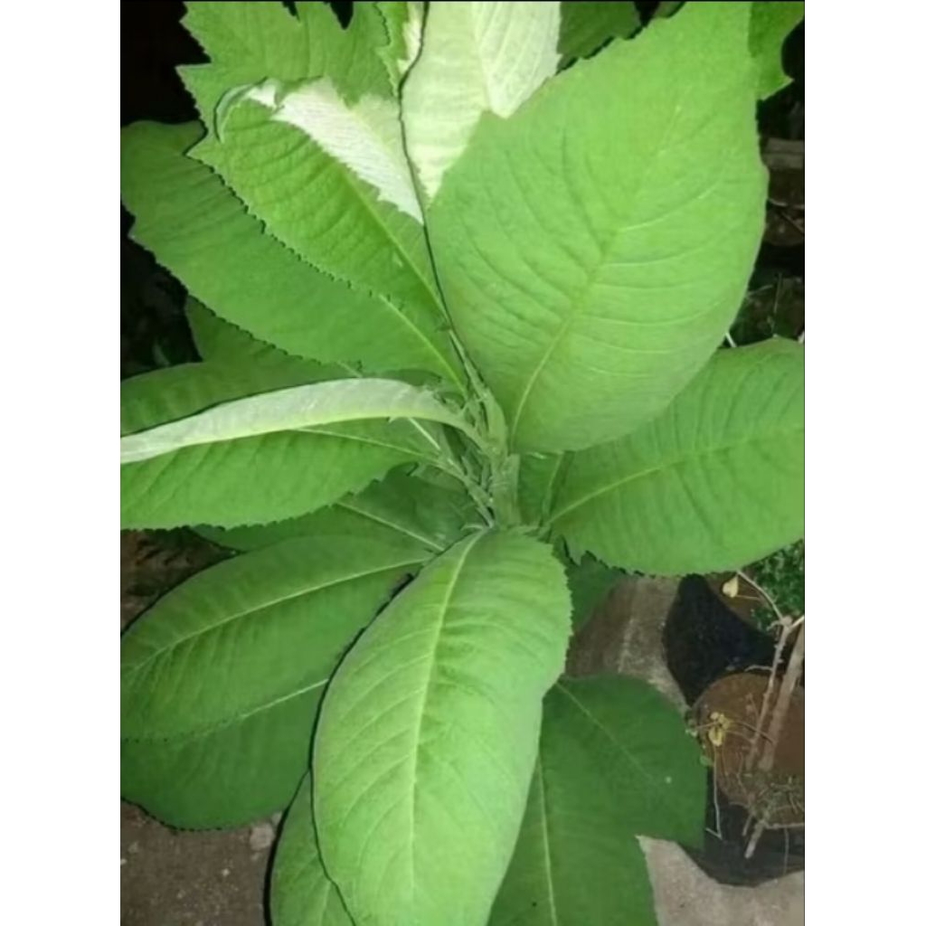 

DAUN SEMBUNG SEGAR/ 300 GRAM