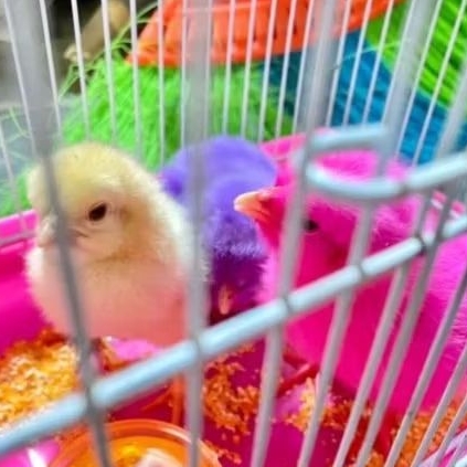 Ayam Pelangi - Ayam warna warni - Ayam warna