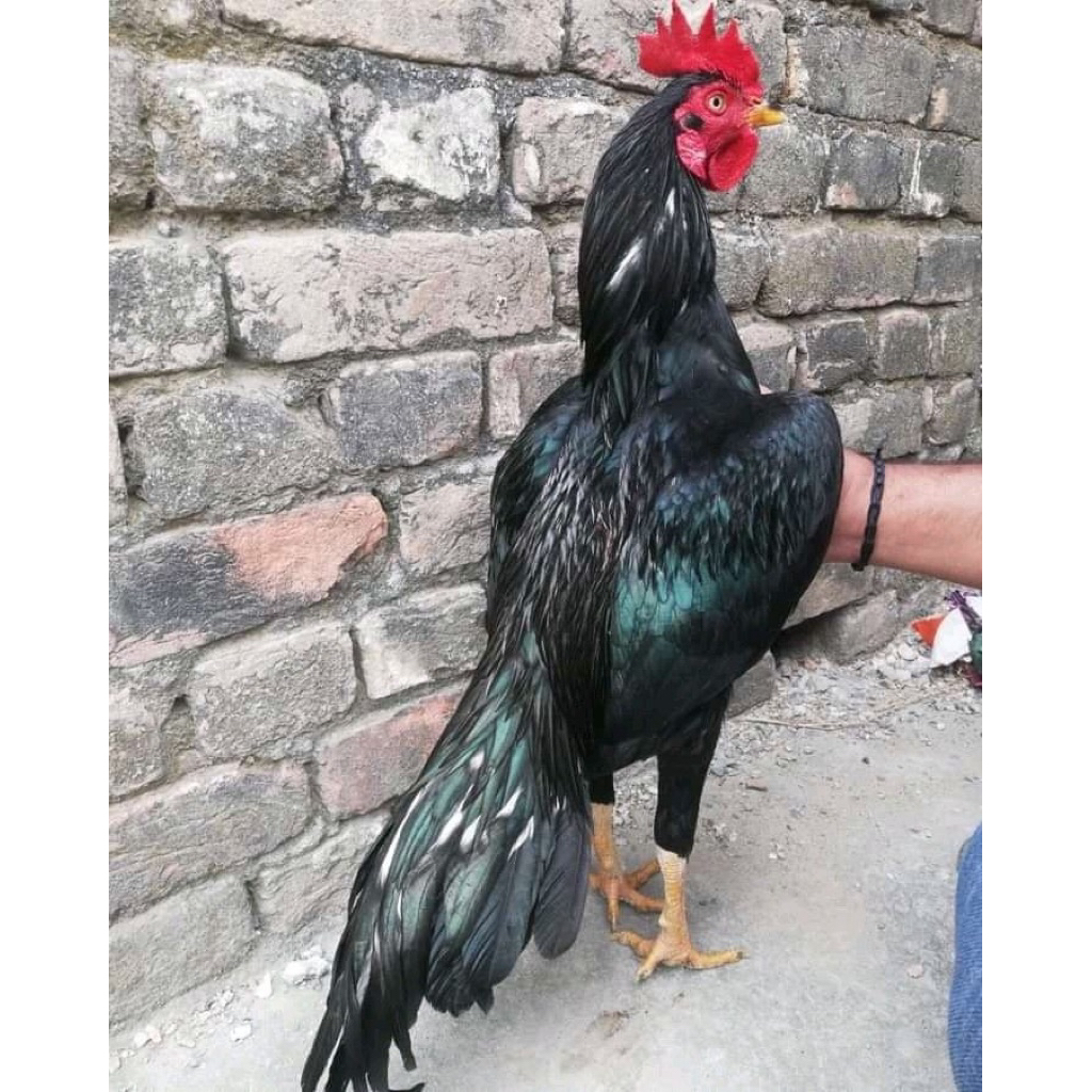 

telur ayam bangkok hitam kumbang siap ditetaskan