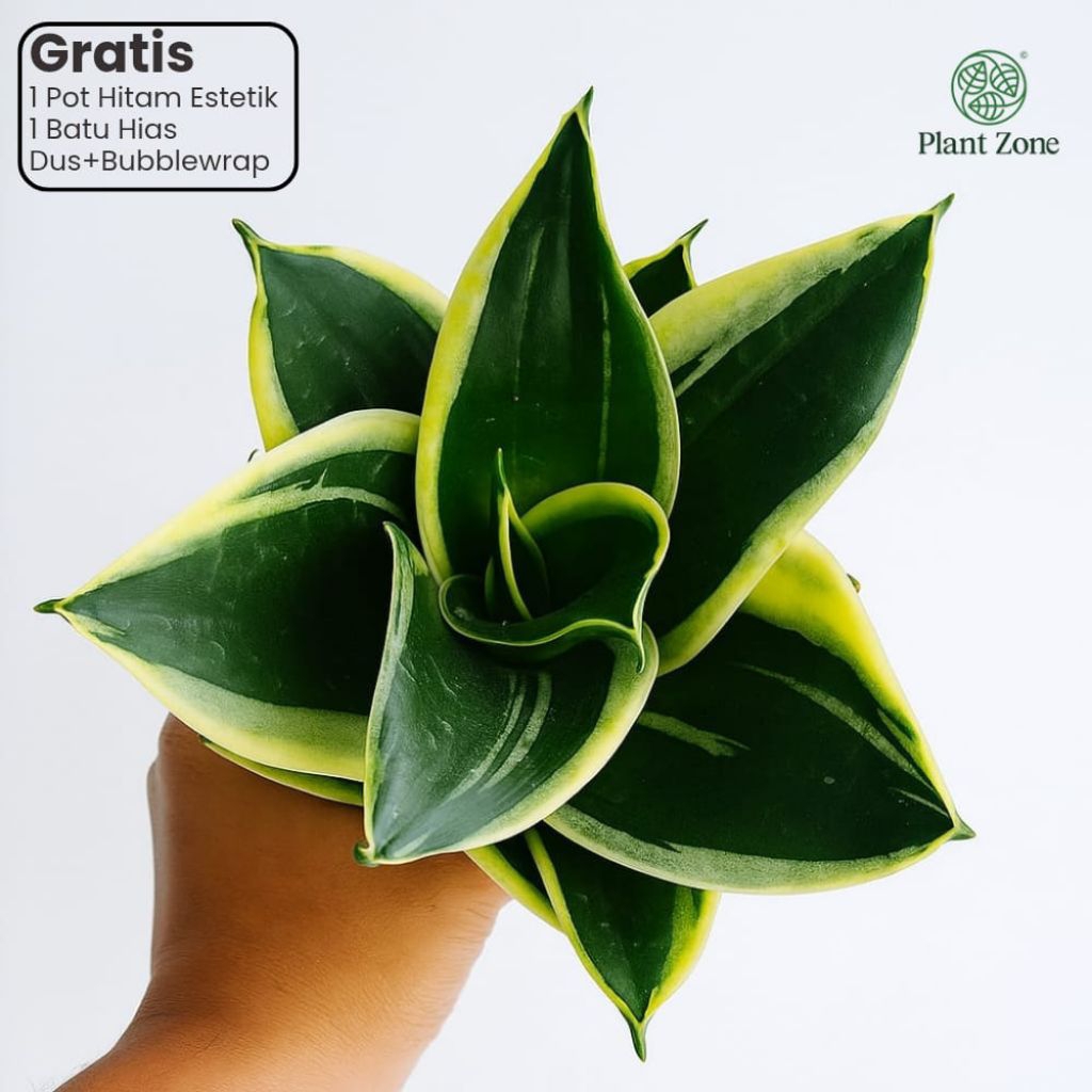 Plant Zone - Sansevieria / Sansivera / Lidah Mertua - Pagoda, Grande, Jade Hahnii, Golden Hahnii, Dw