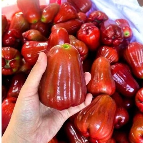

JAMBU CITRA FRESH BARU PETIK