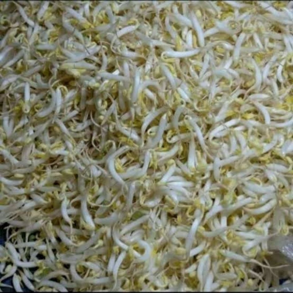 

Sayuran Toge Murni / Kecambah