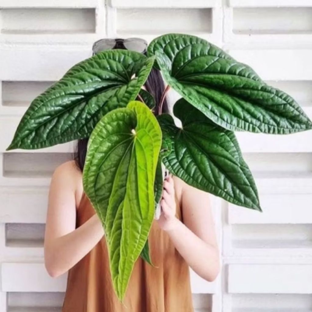 Tanaman hias anthurium sirih - anthurium sirih badak