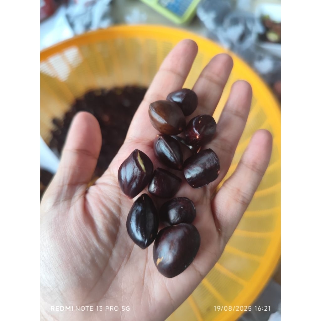 

Kabau Jolang jaling kabau kikim jengkol Sumatera