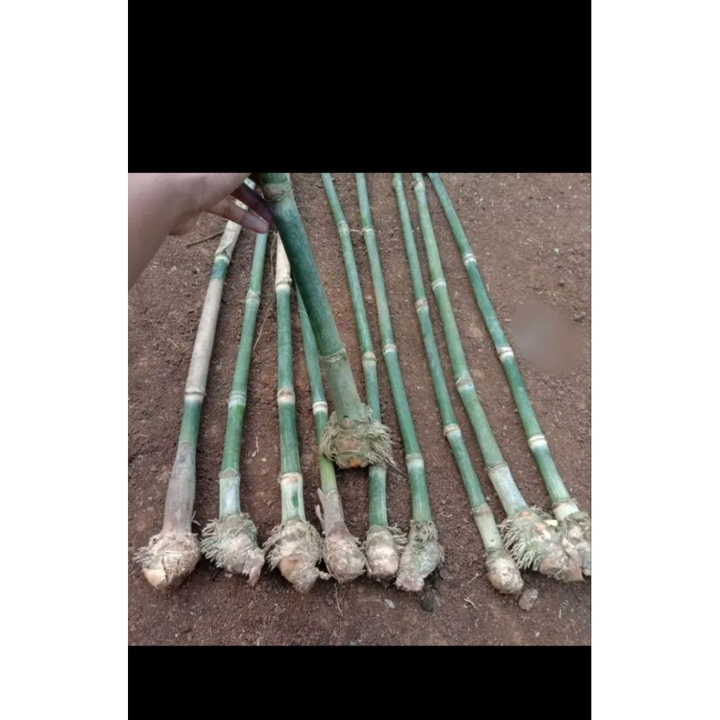 Bibit bambu petuk/ bambu berkualitas