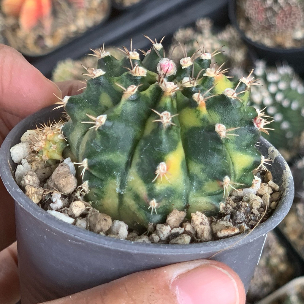 gymnocalycium miha avocado hybrid var miha hybrid variegata varigata kaktus var kaktus tanaman hias 