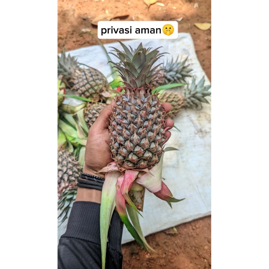 

buah nanas muda super segar per pcs